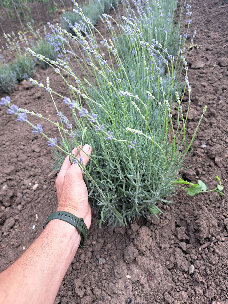 Lavanda foto 8