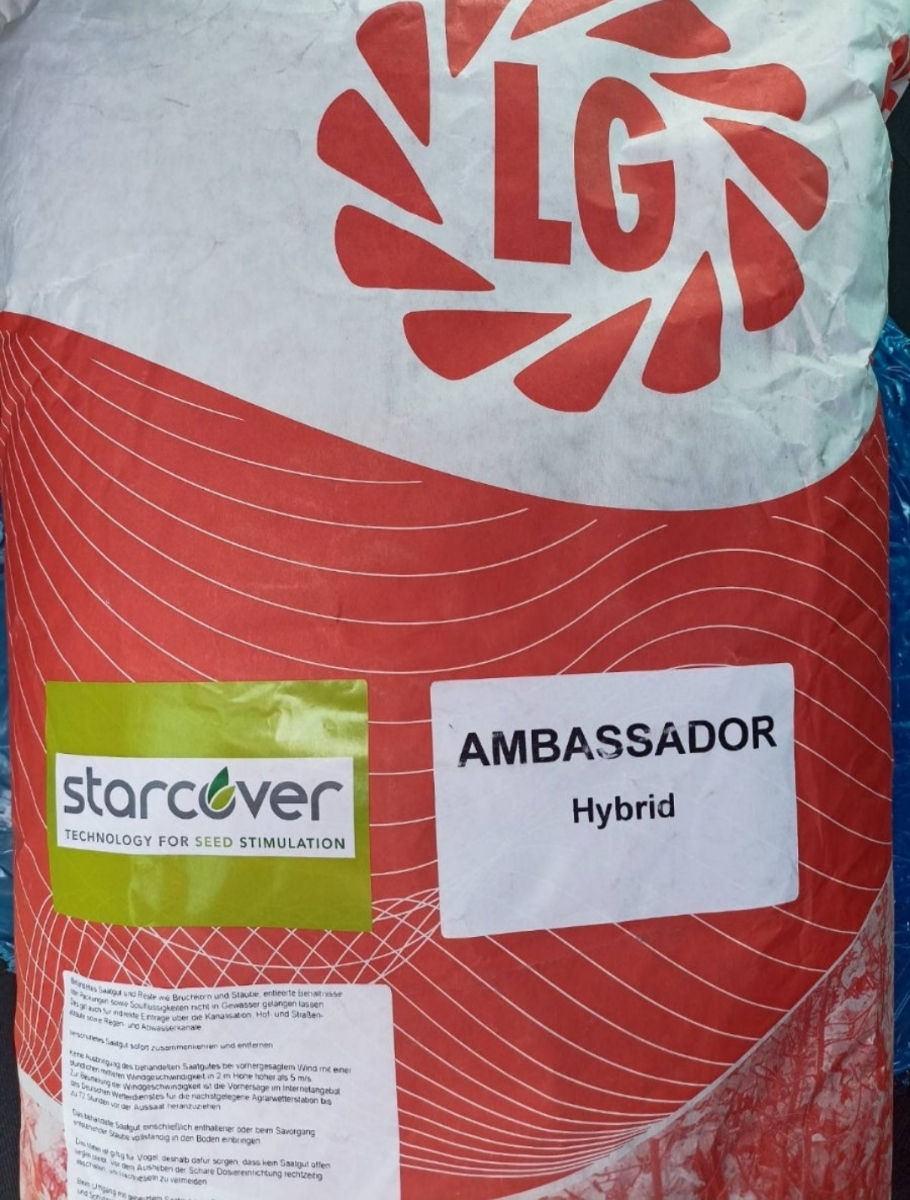 Vând semințe de rapiță LG ambasador hybrid фото 1