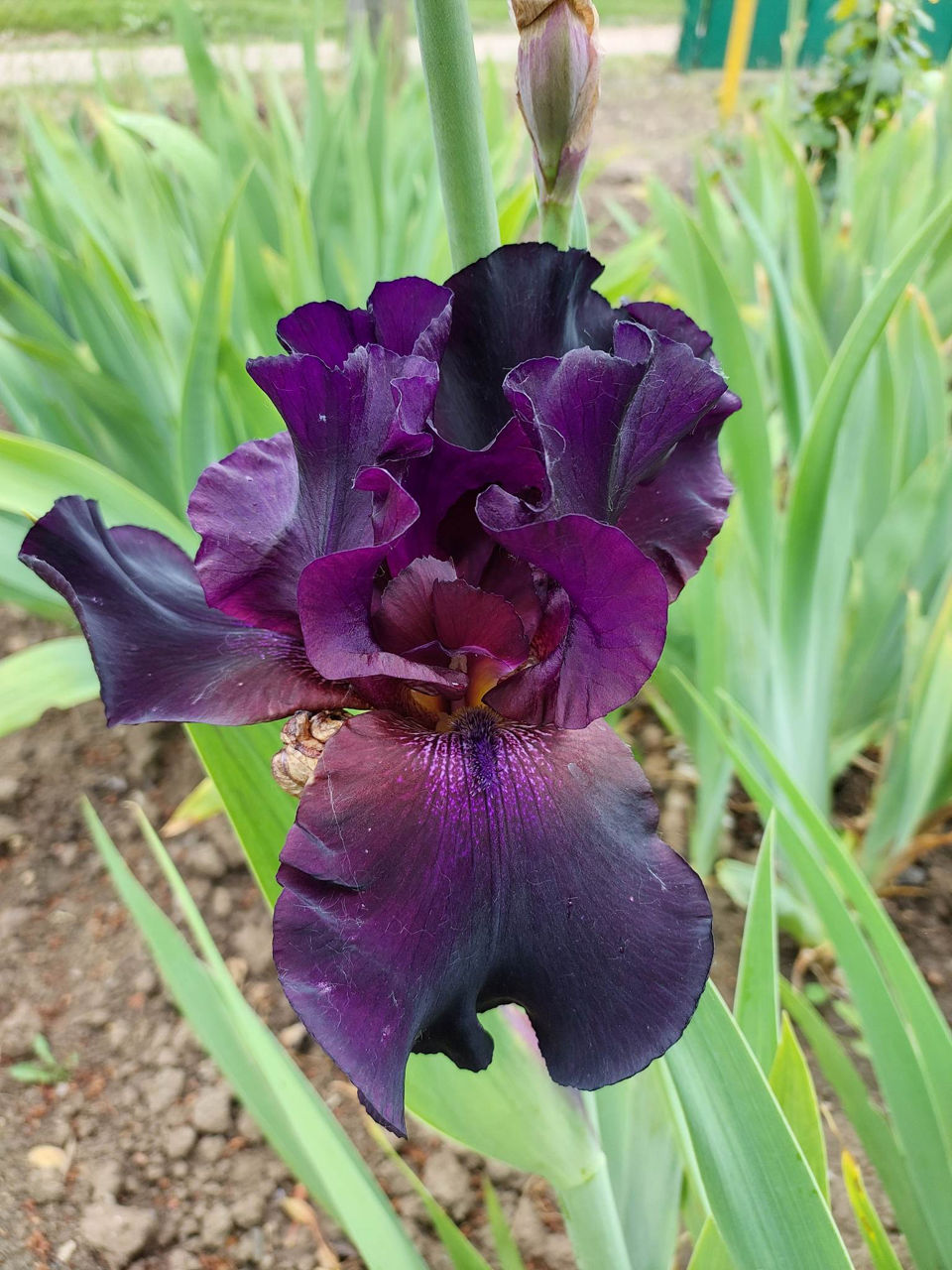 Iris Germanica. foto 0