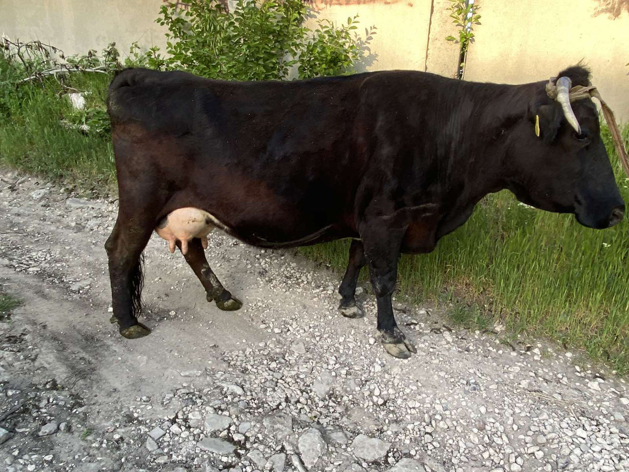 Cumpar vaci,buhai junci oi capre si cirlani la crestere si la carne , la fel si vaci de lapte !!! foto 3