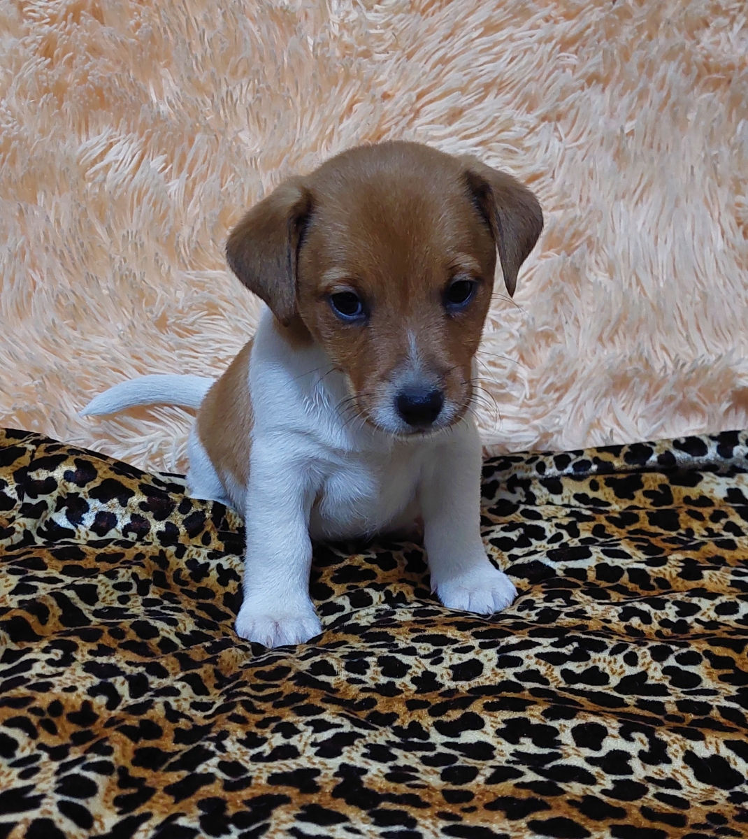 Vând căței jack russell terrier, născuți la 15 august. Or. Soroca foto 5