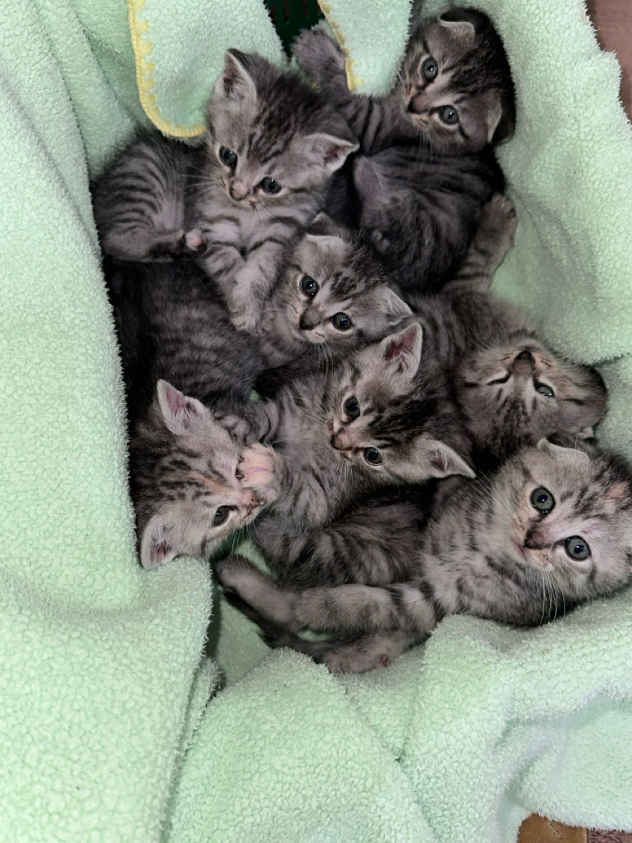 Pisoi de rasă – Scottish Fold & Scottish Straight – de vânzare Urgent ! foto 2