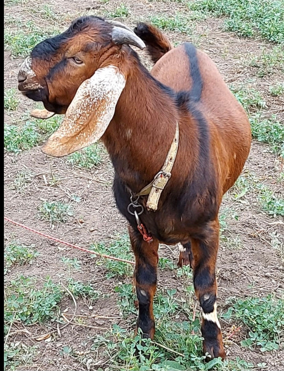 Caprine, Cimișlia
