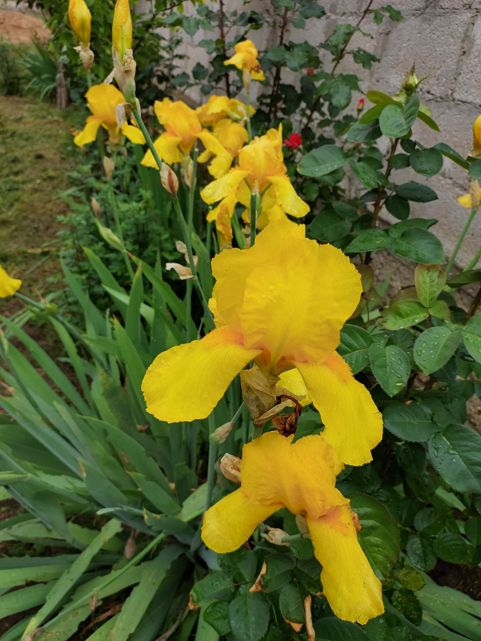 Iris Germanica. foto 8