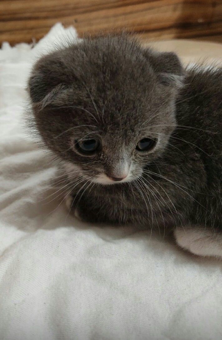 Шотландская вислоушка