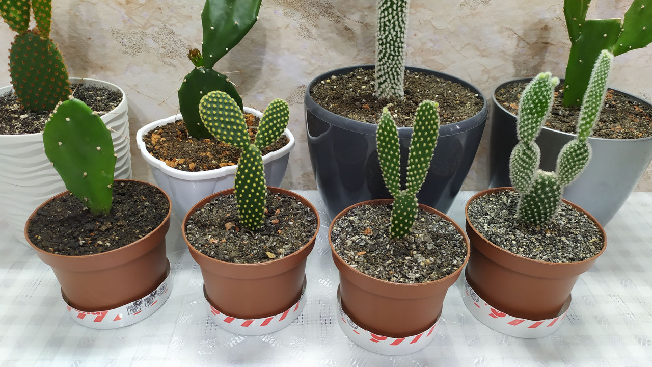 Cactus.Livrare. / Кактус. Доставка. foto 3