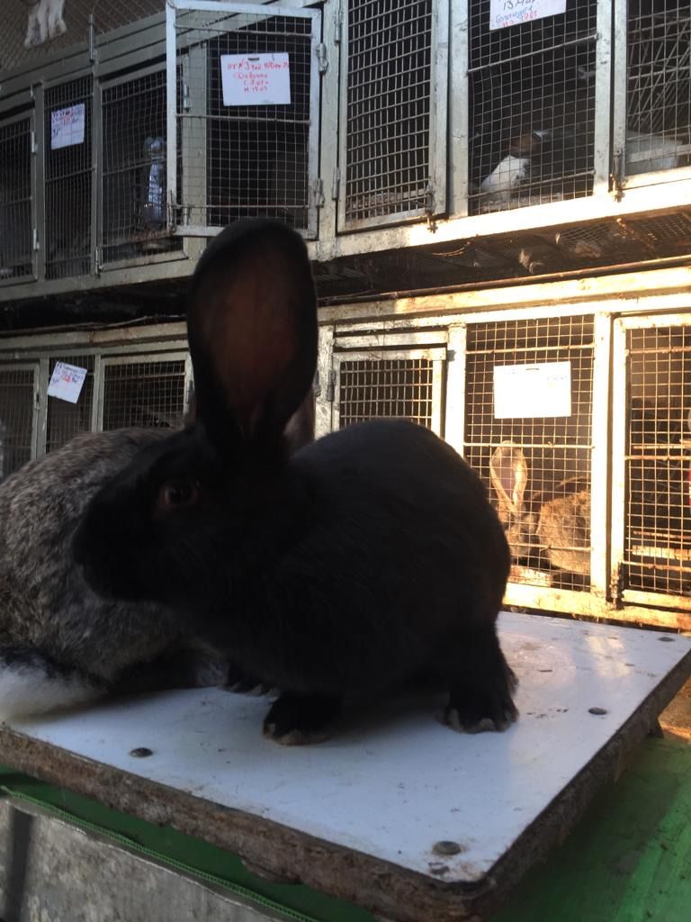 Cei mai buni iepuri. foto 2