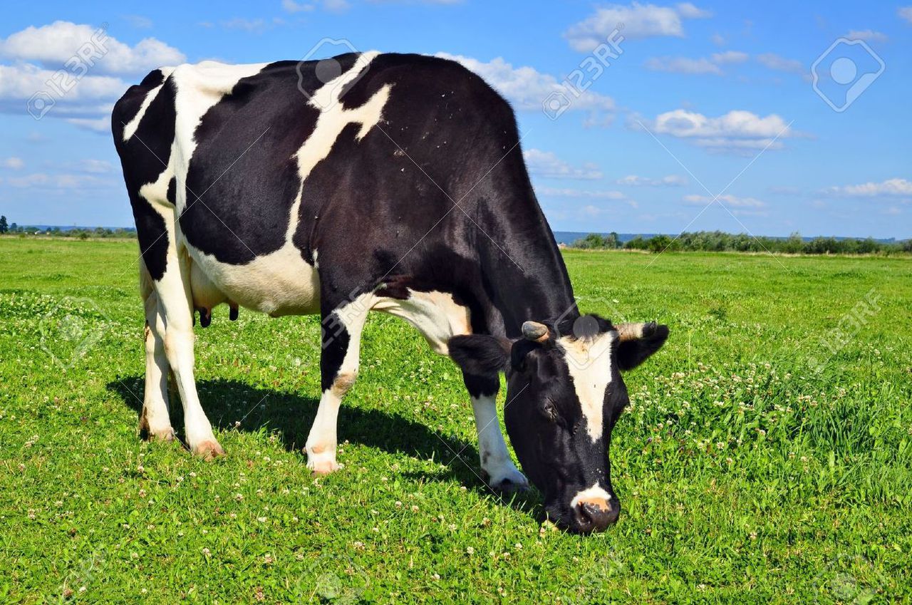 Primim la carne si crestere ! Cirlani Oi Capre Cai Vaci Buhai Junci Vitei Закупаю коров быков телят foto 3