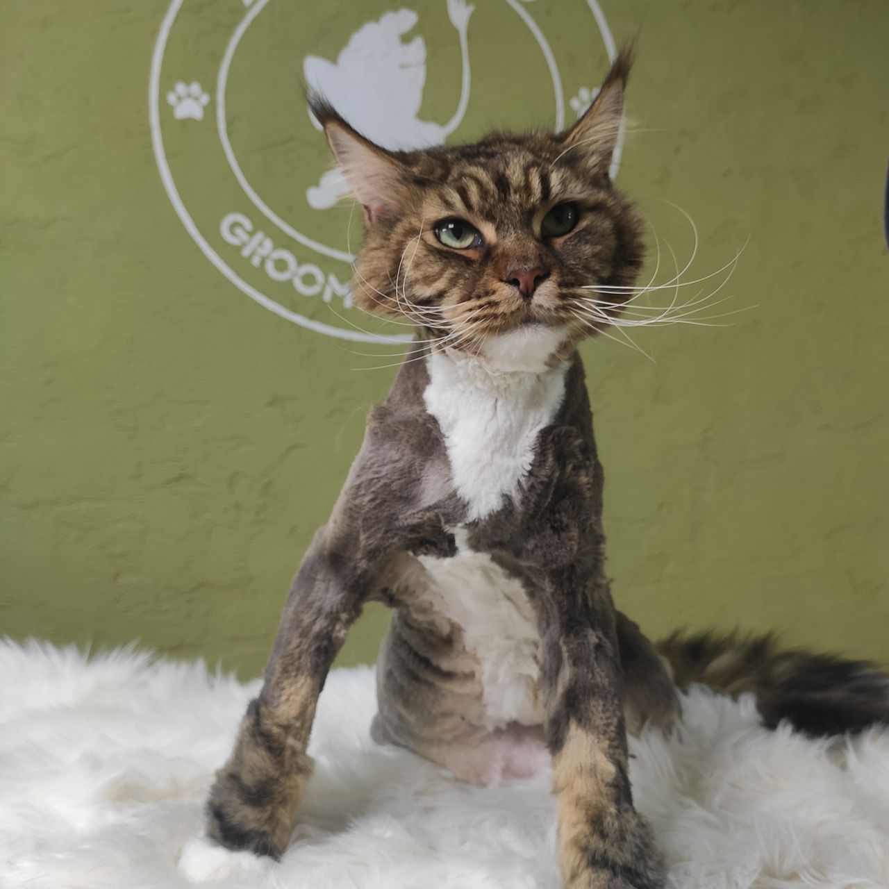 "Arlechino Grooming Studio". Buiucani. Îngrijirea pisici. foto 4