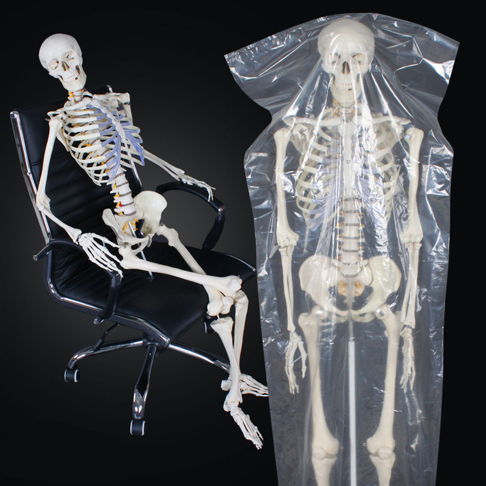Скелет механизма. Модель скелета. Анатомический скелет. Скелет анатомия. Скелет для изучения анатомии.