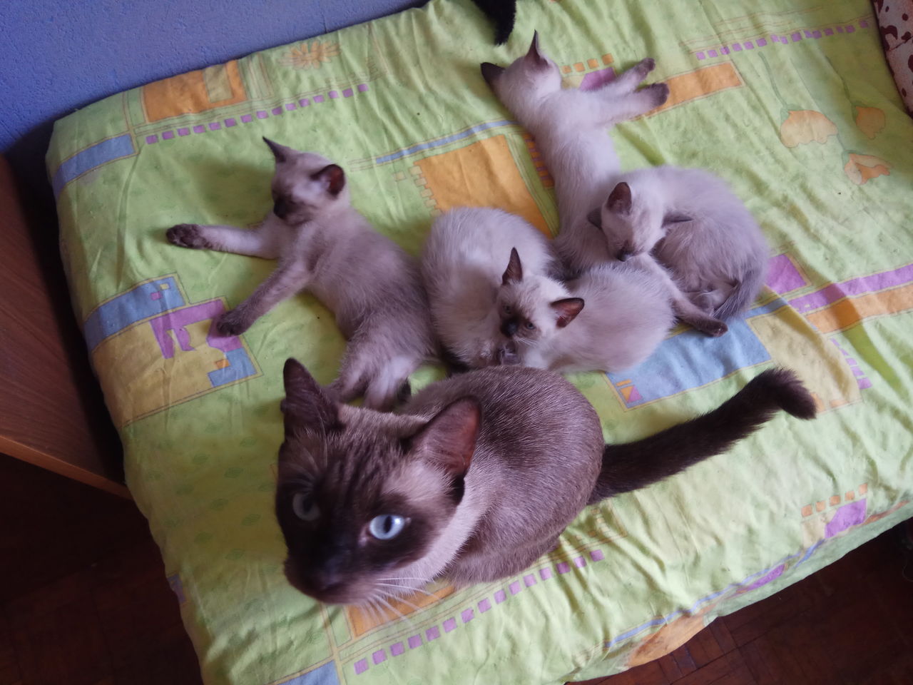 Новорожденный сиамский котенок