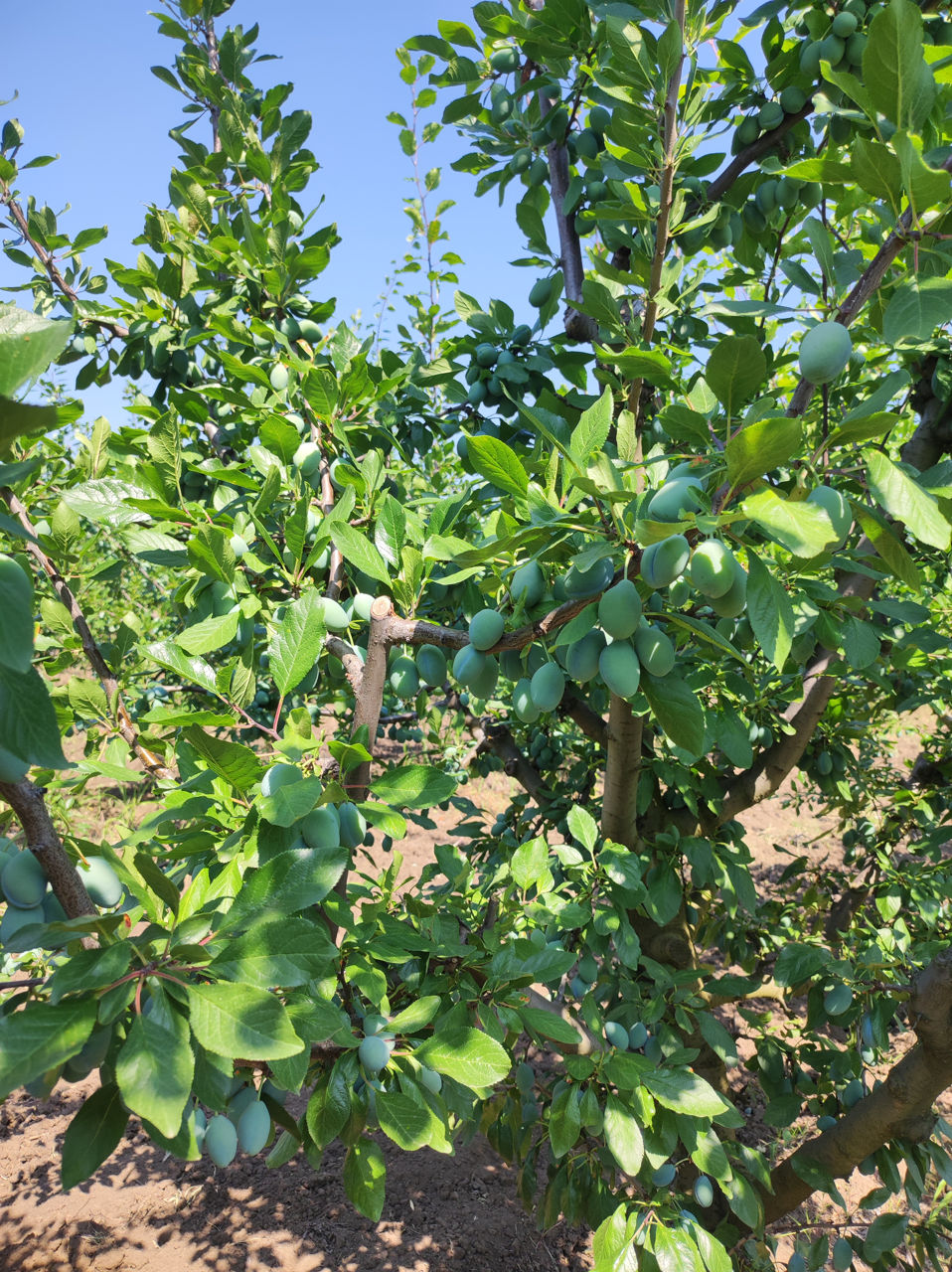 Prune proaspete foto 1