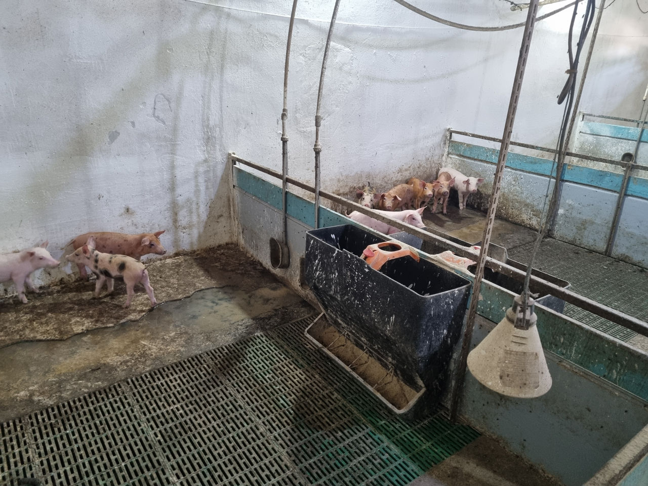 Ferma Porci activa, reproducere si incrucisare - Calarasi foto 4