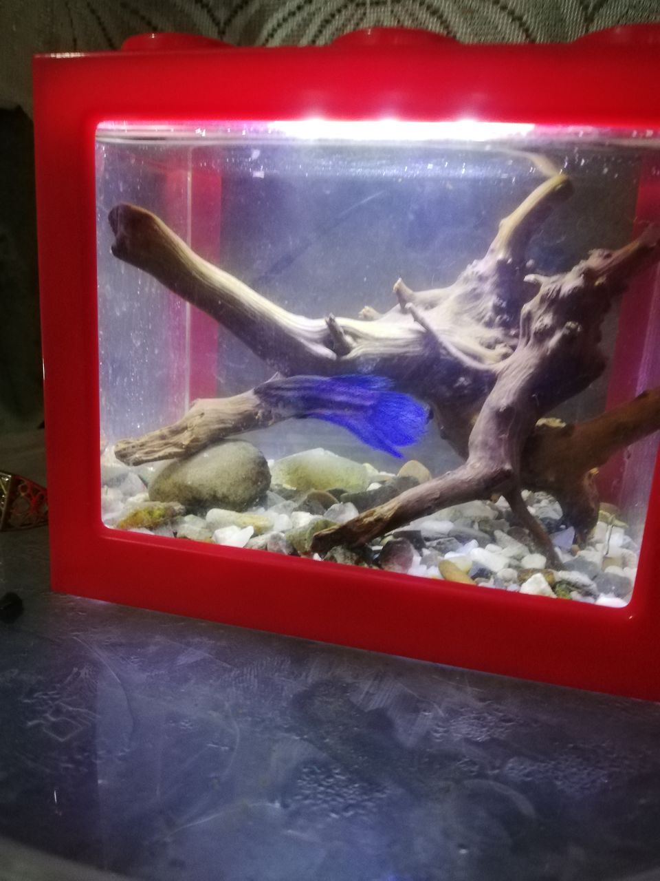 Обслуживание аквариума оформление аквариума лечение обитателей ...