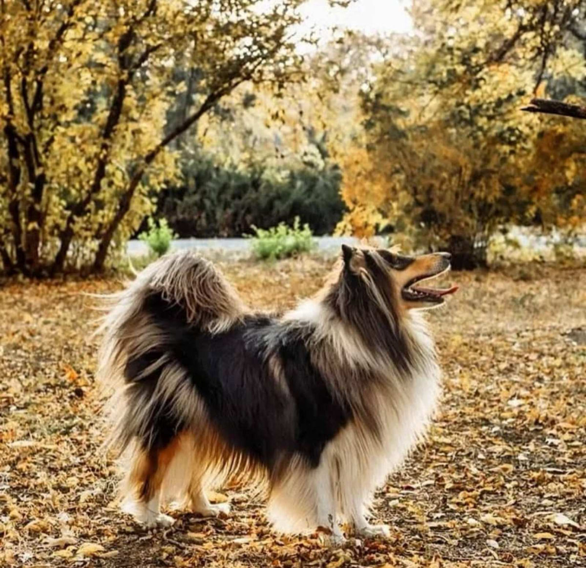 Pui collie rough (ciobanesc scotian) foto 4