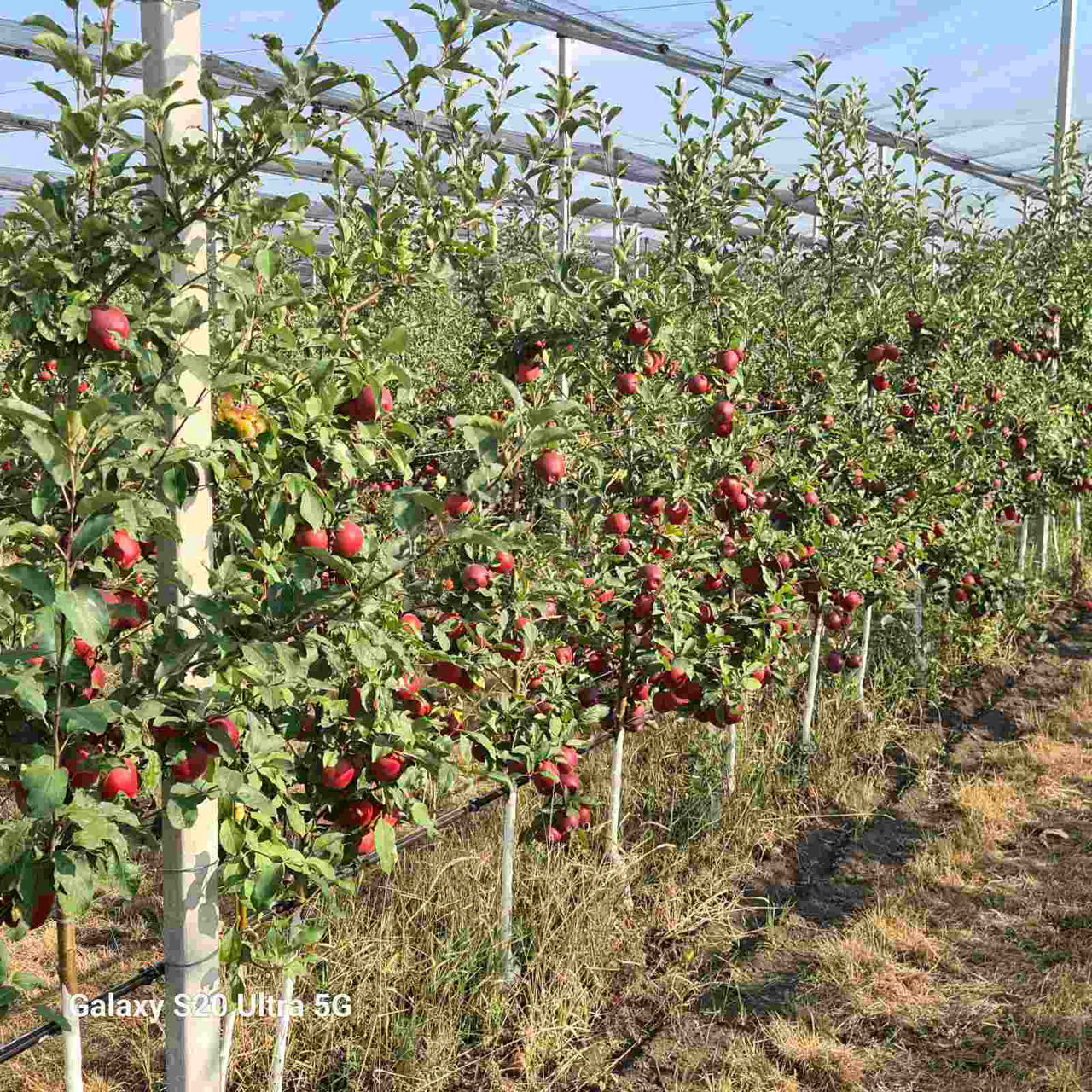 Vind Mere Red Delicious Jaromine; Gala T-Rex foto 3