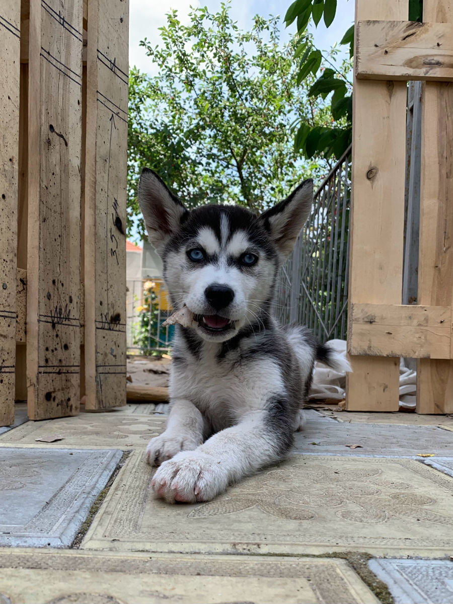 Cățelușă Husky foto 8