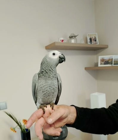 Jako kongo foto 6