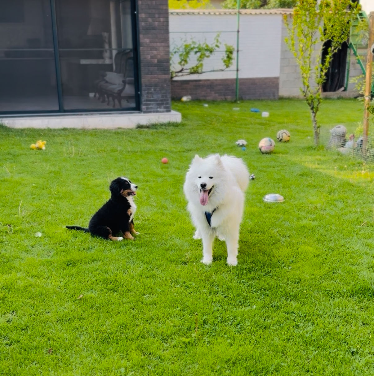Câine samoyed foto 0