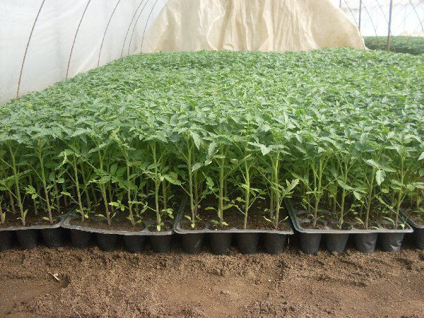Rasada de tomate/ patlagele/ помидоры/ rosii. foto 2