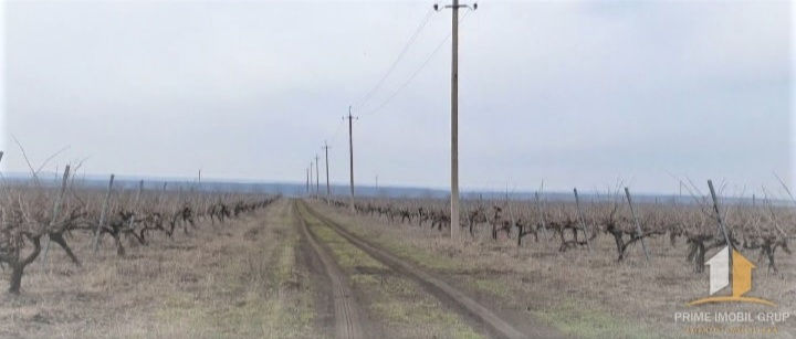 86 hectare de vita de vie Merlo Caberne foto 6