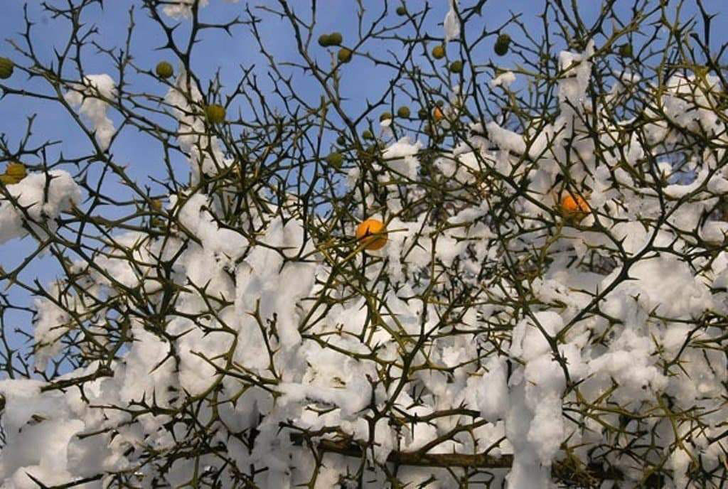 Лимон морозостойкий "Lemon-Bitter" -30C фото 2