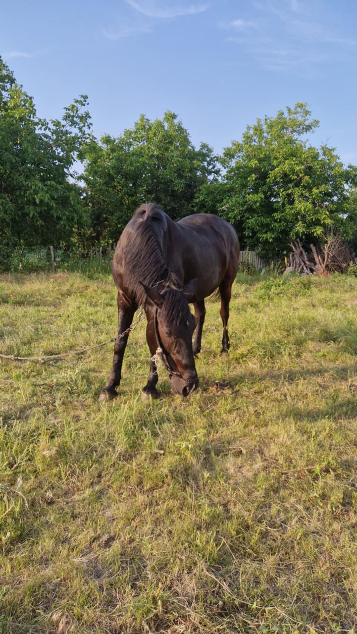 Iapă de vânzare – harnică și experimentată în lucrări agricole, preț - 10500lei foto 2