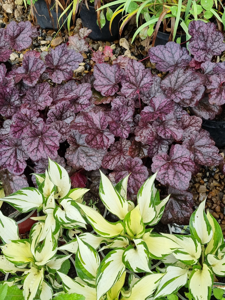 Plante decorative foto 9