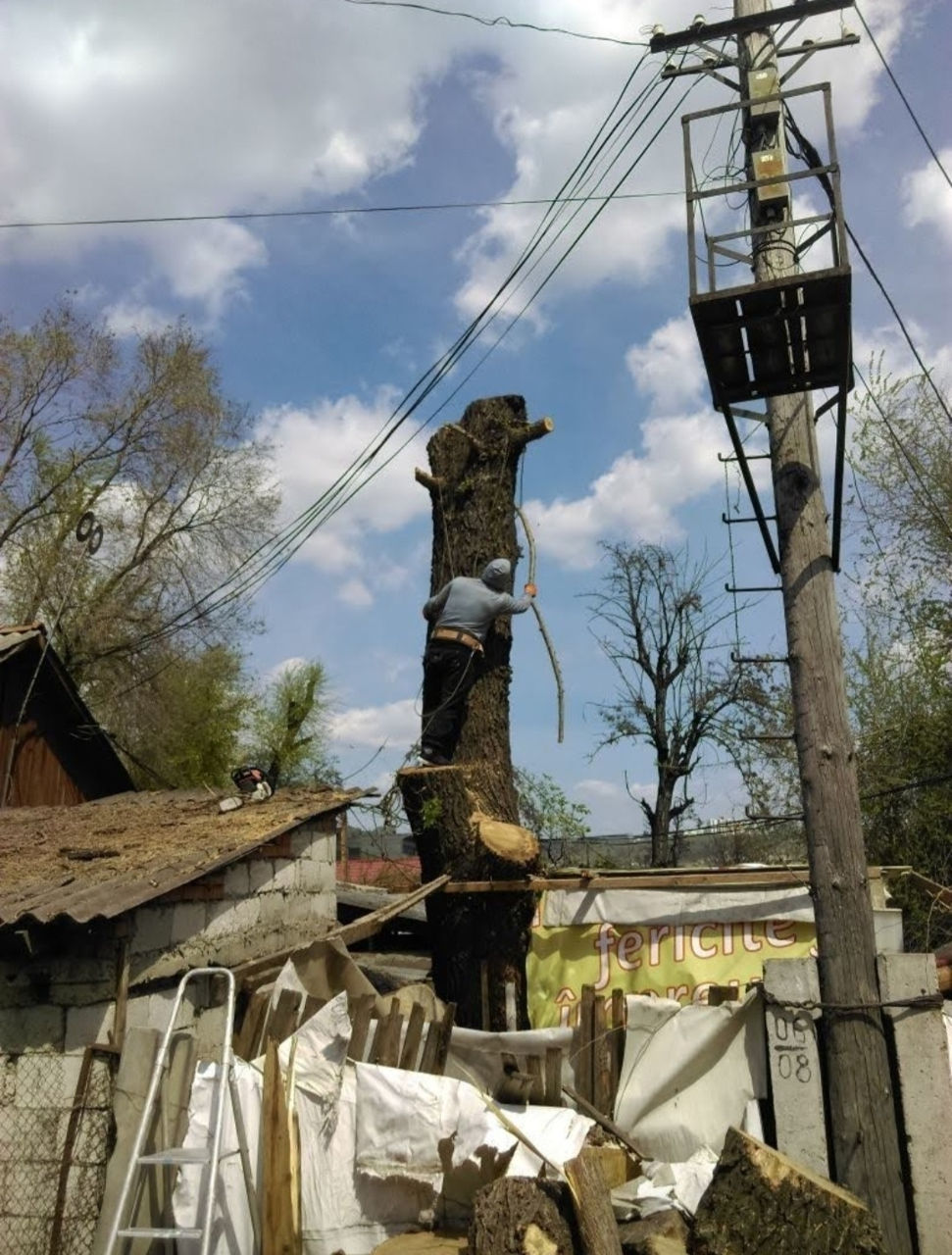 Пилим деревья Doborîm arbori periculoși foto 2