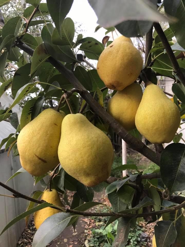 Pomi fructiferi ! / Саженцы ! - Prăsad și alte specii ... foto 0