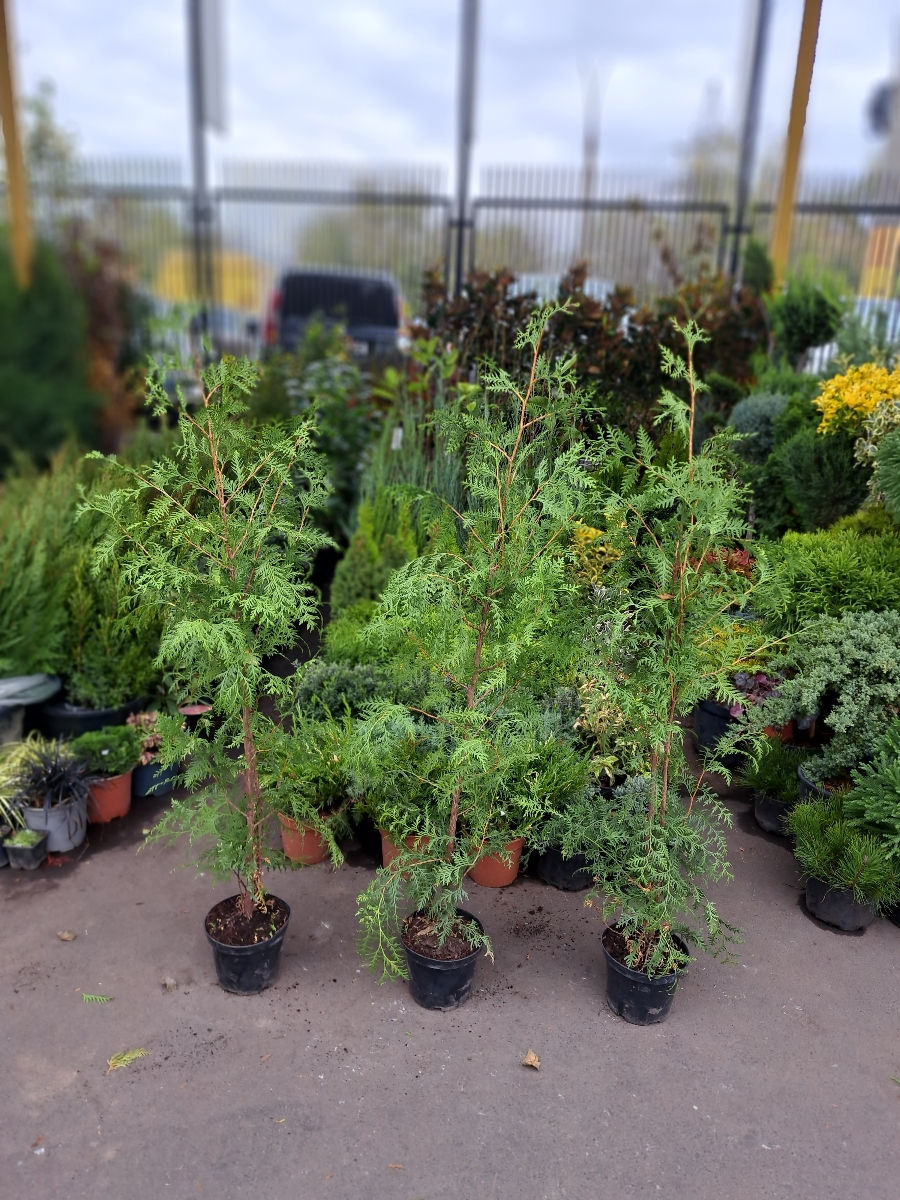 Thuja Brabant foto 3