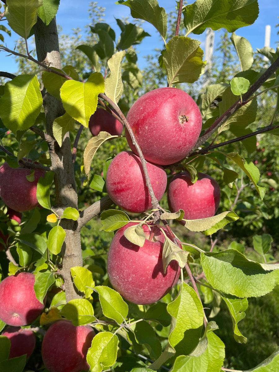 Mere braeburn mariri red, fuji aztec