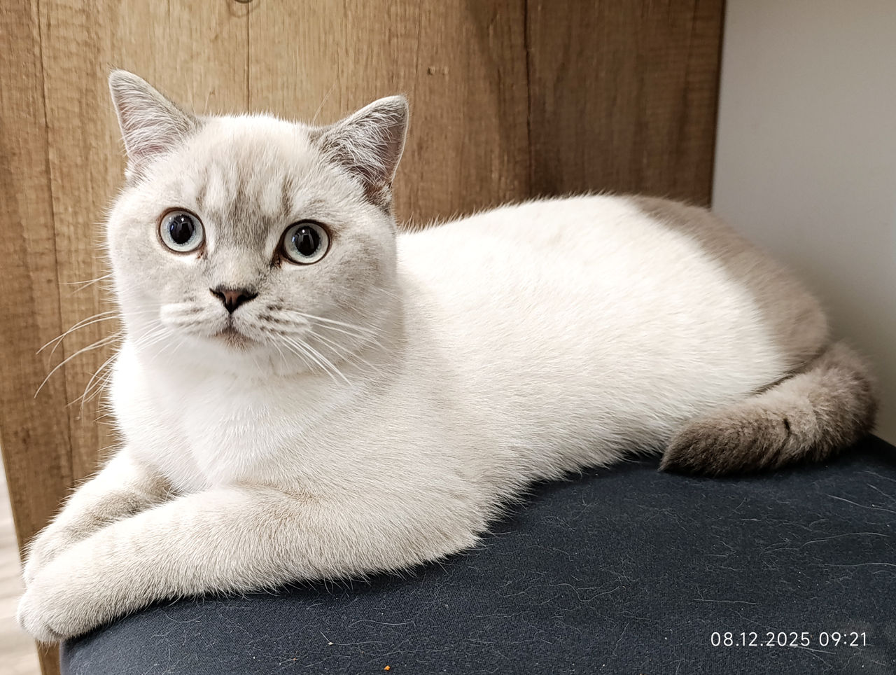 Motanas 5 luni foto 1