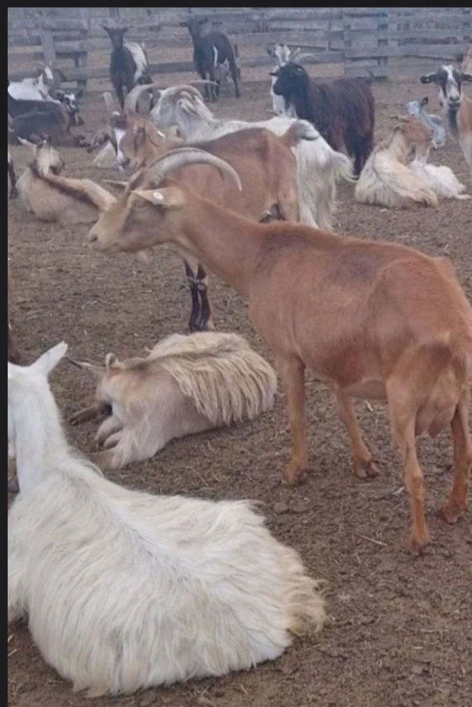 Vînd capre tinere foto 0