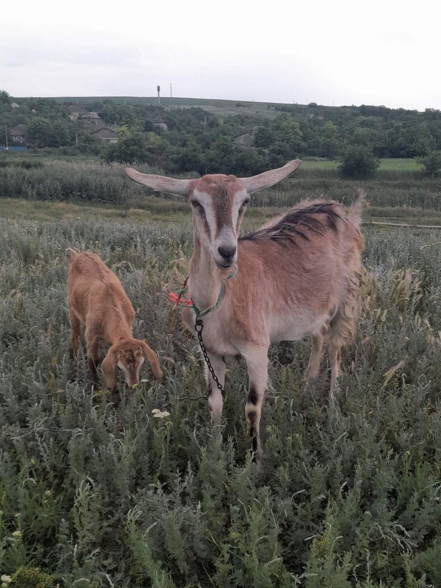Capră și iediță de vânzare  фото 1