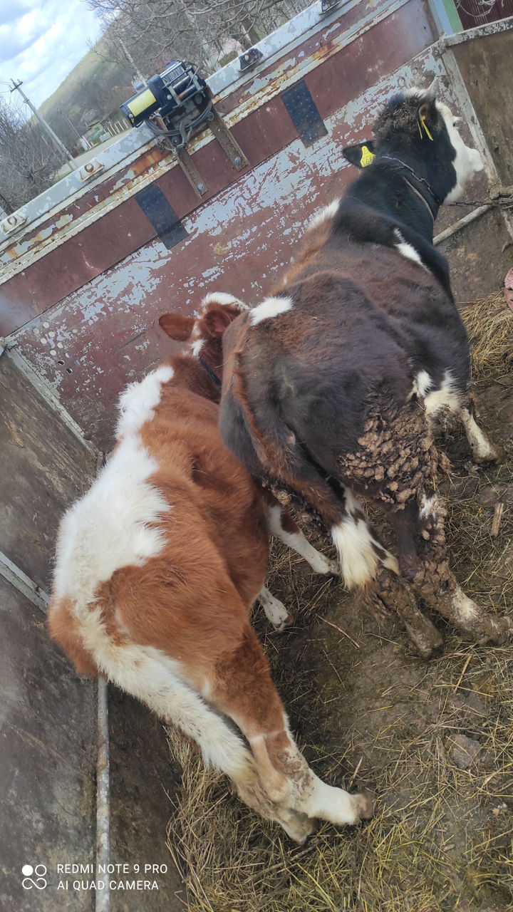 Cumpărător animale la carne vaci buhai junci caii  foto 1