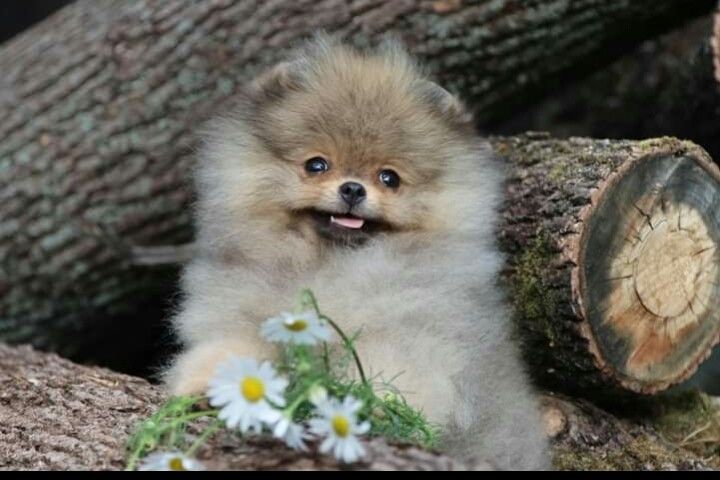 Pomeranian шпиц померанский
