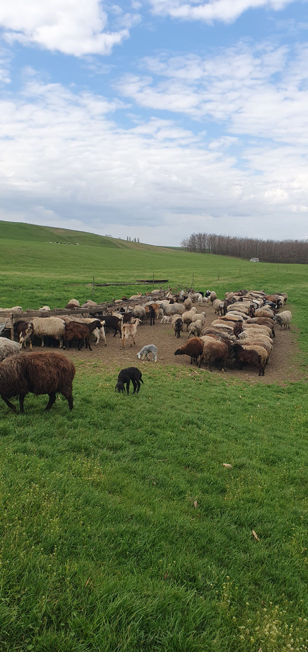Ovine  фото 2
