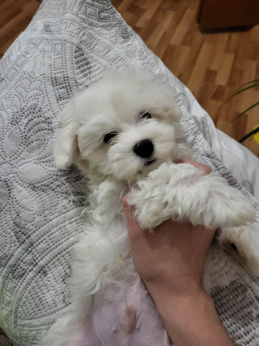 Vind bichon Maltez  фото 0