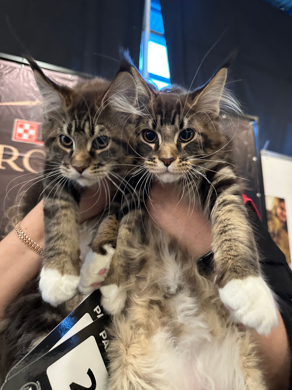 Котята породы Maine Coon! На сообщения не отвечаю! foto 0