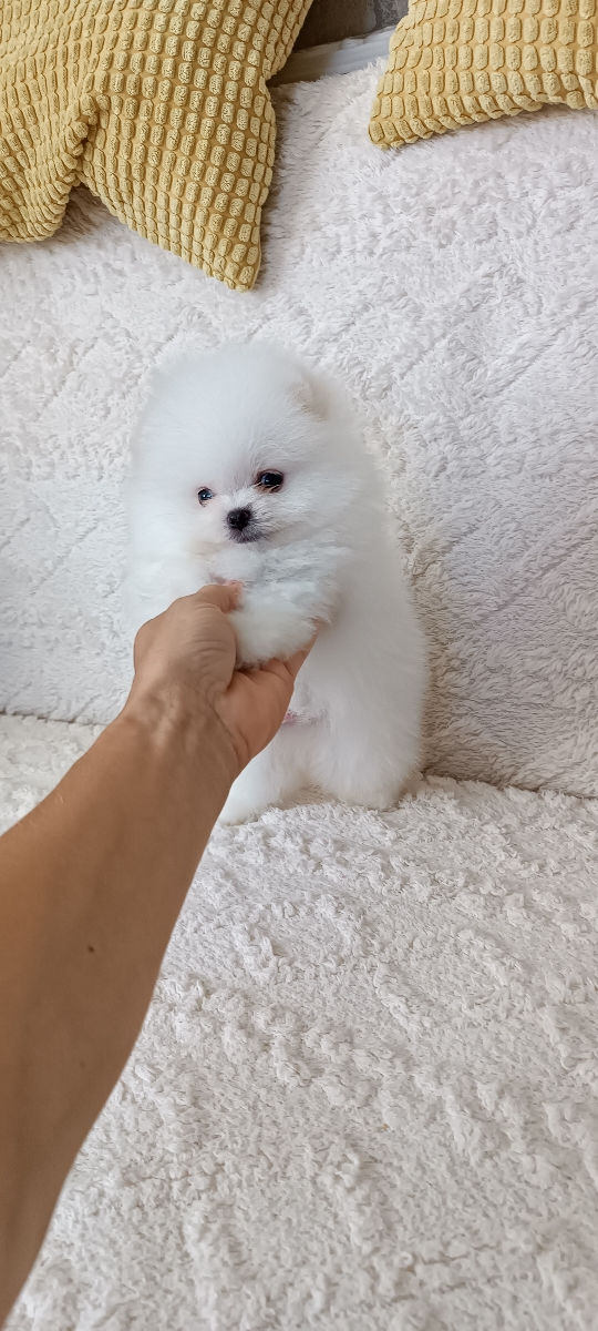 Мини померанский шпиц (mini-toy) foto 4