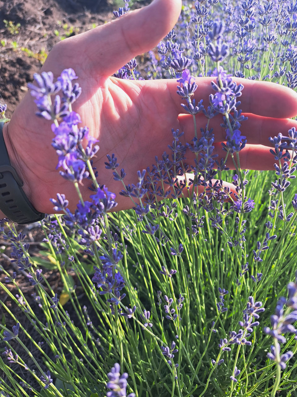 Lavanda foto 9