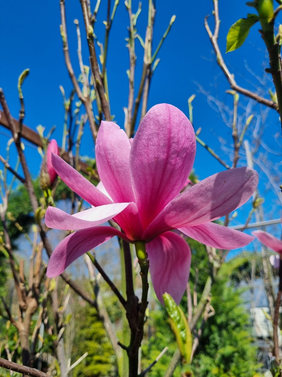 Magnolia foto 3