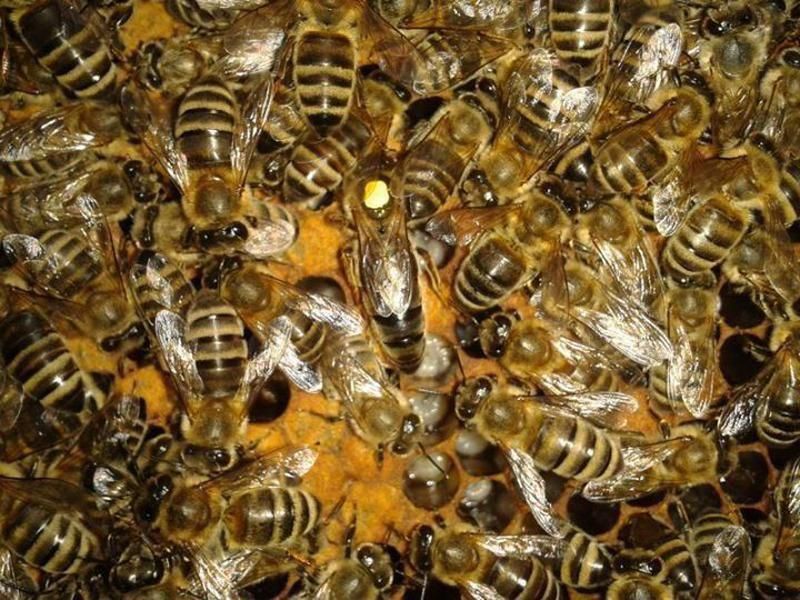Породы Пчел И Их Характеристика С Фото