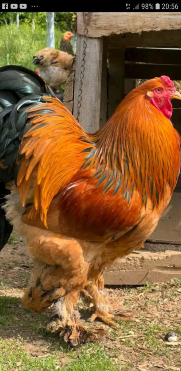 Cucos Brahma Columbia foto 0