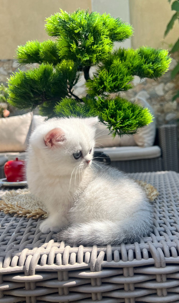 British Chinchilla клубная девочка  фото 2