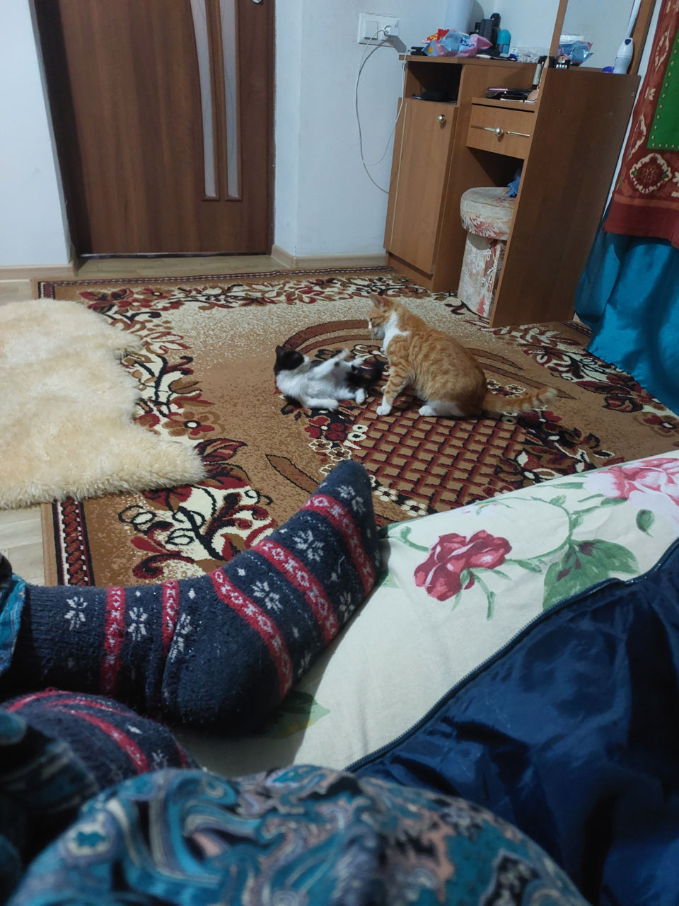 Пропал кот