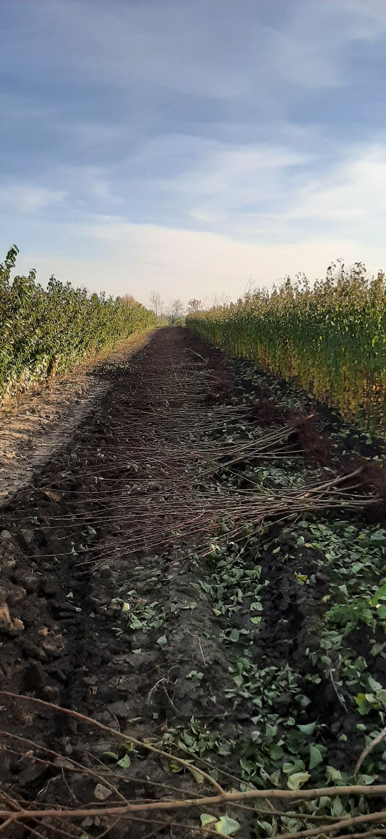 Copaci fructiferi  -  cais , prun ,  persic , vișin ,  gutui , prăsad ,  migdal ... foto 1