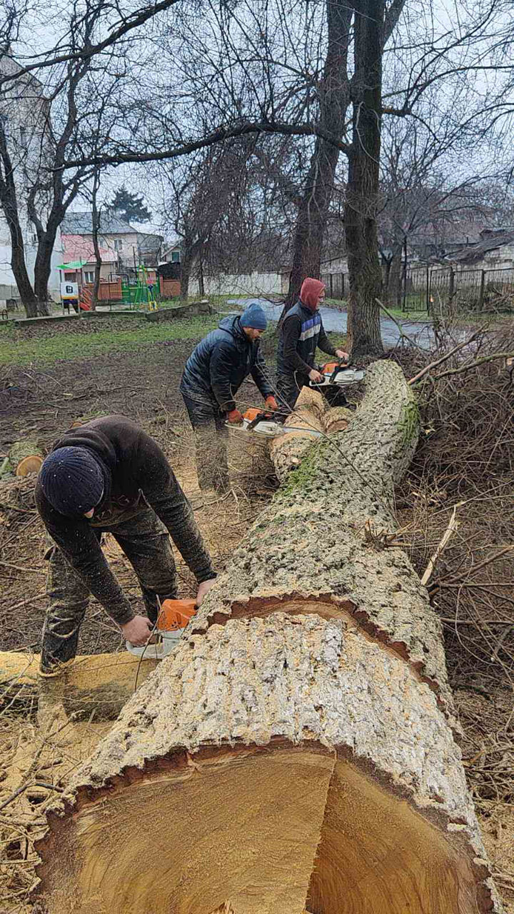 Servicii tăiere a copacilor sau crengilor problematice! foto 13