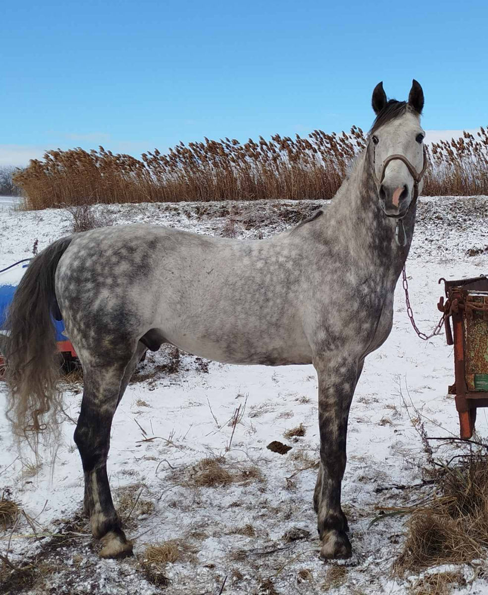 Armasar trăpaș orlov foto 0